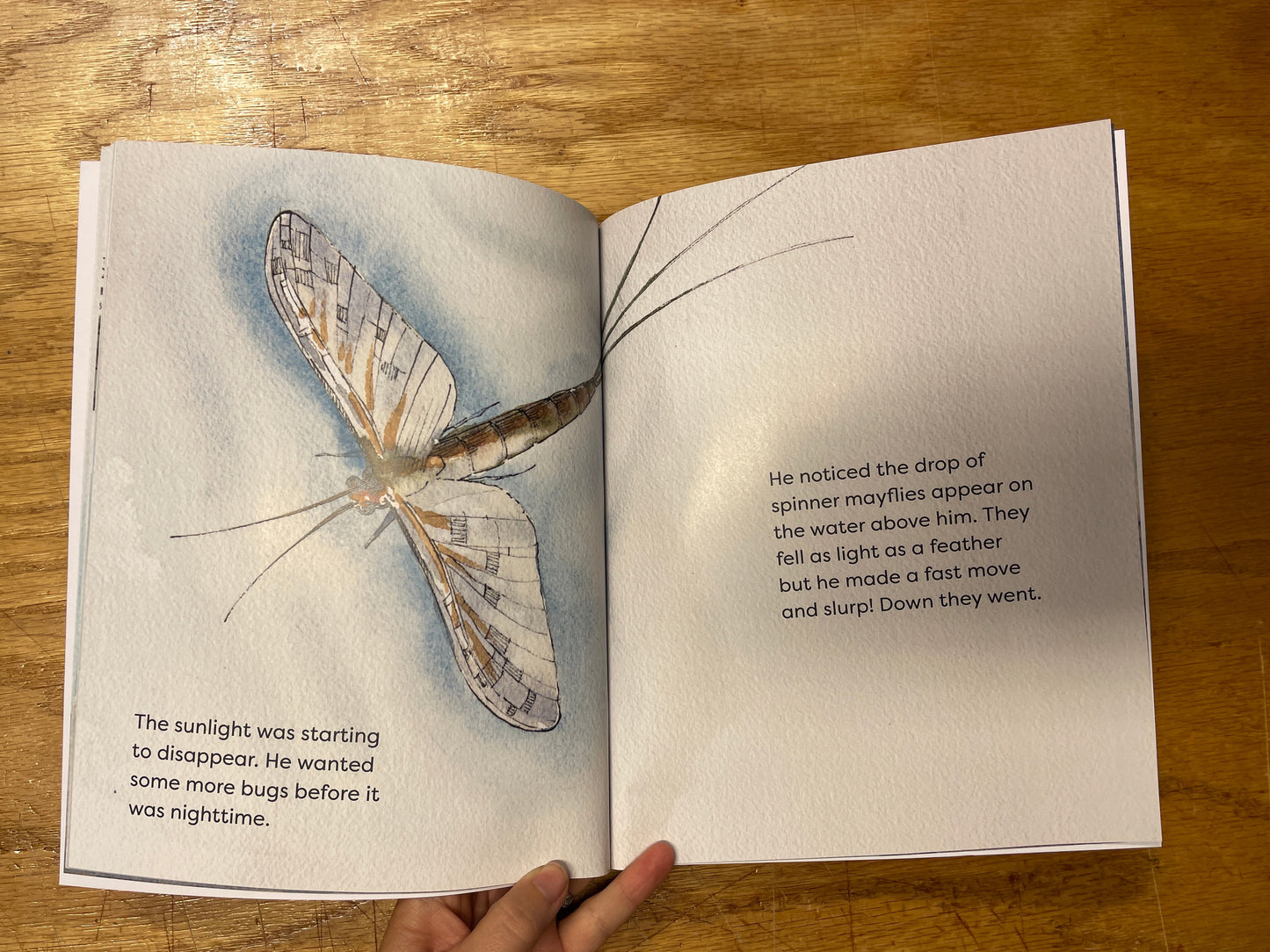 A two page spread of a book with a large mayfly illustrated on the left side. The text reads the sunlight was starting to disappear. He wanted some more bugs before it was nighttime. He noticed the drop of spinner mayflies appear on the water above him