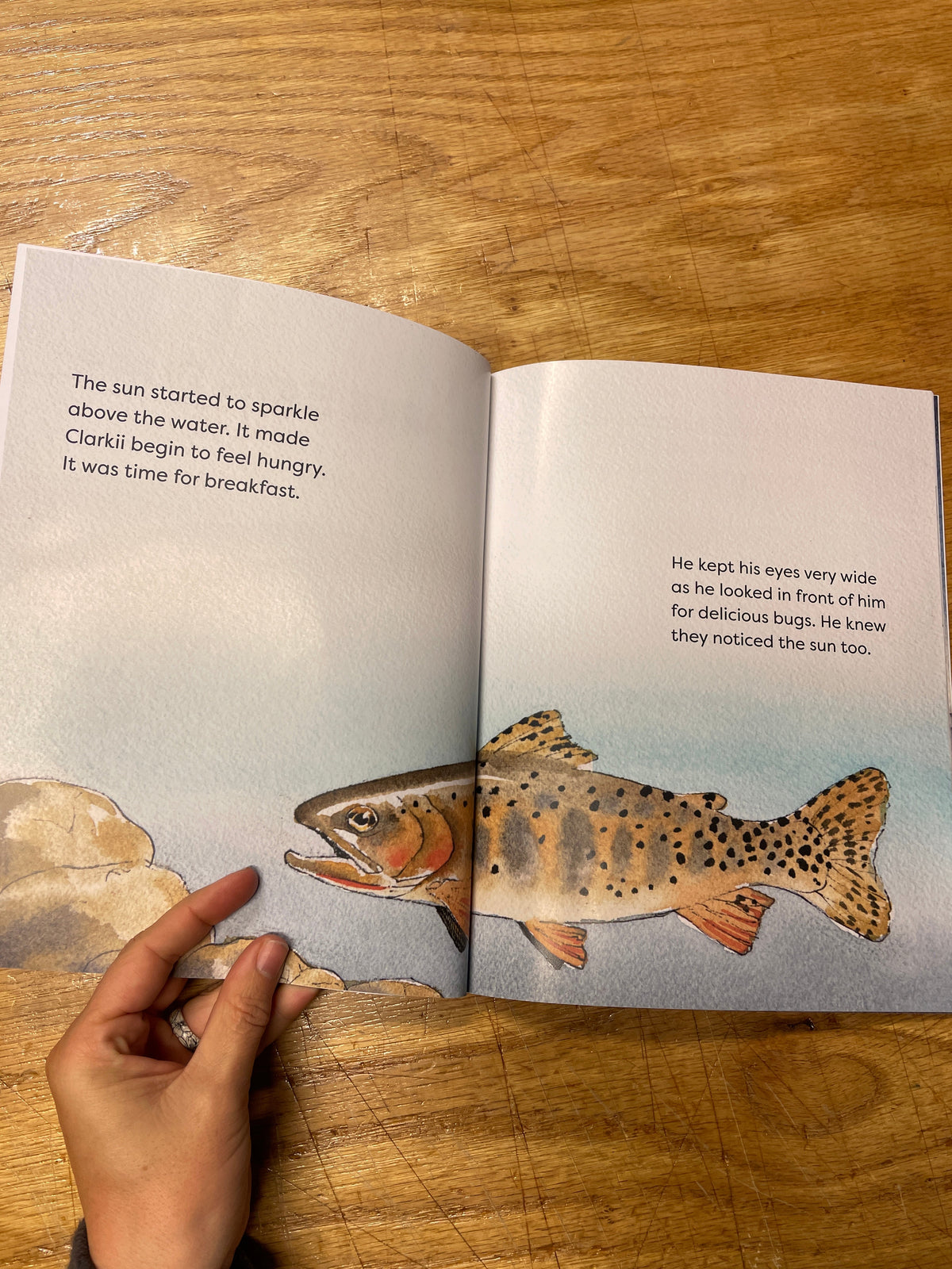 An open spread of a book with a cutthroat fish illustrated the text reads the sun started to sparkle above the water.  It made clarkii beging ot feel hungry. It was time for breakfast.  He kept his eyes very wide as he looked in front of him for delicious