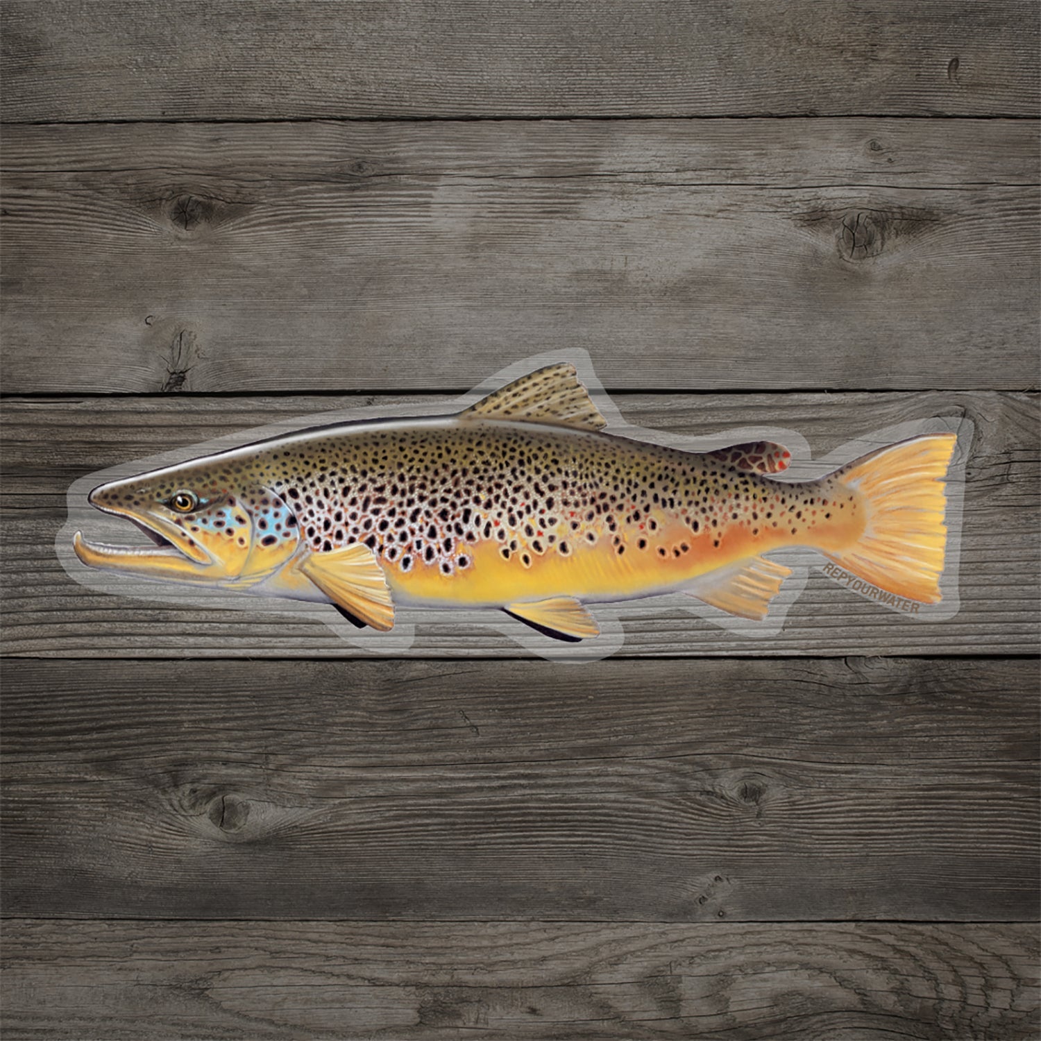 A sticker resembling a Brown Trout with wood background